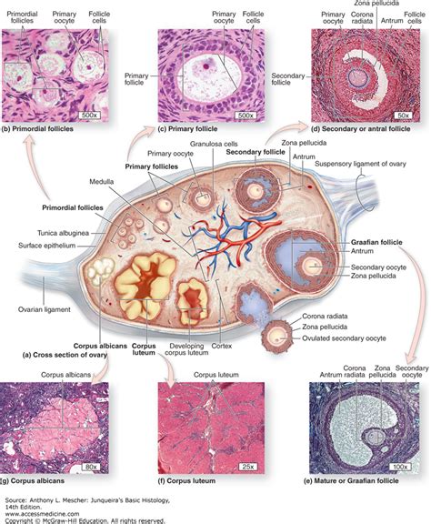 Female Reproductive System The Histology Guide | Images and Photos finder