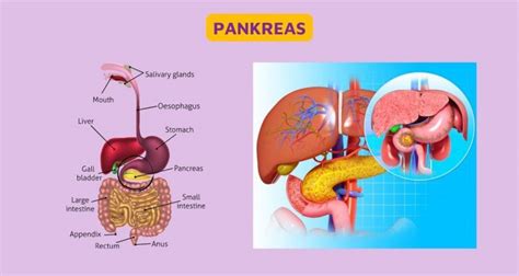 Pankreas - Pengertian, Fungsi, dan Cara Kerja Pankreas