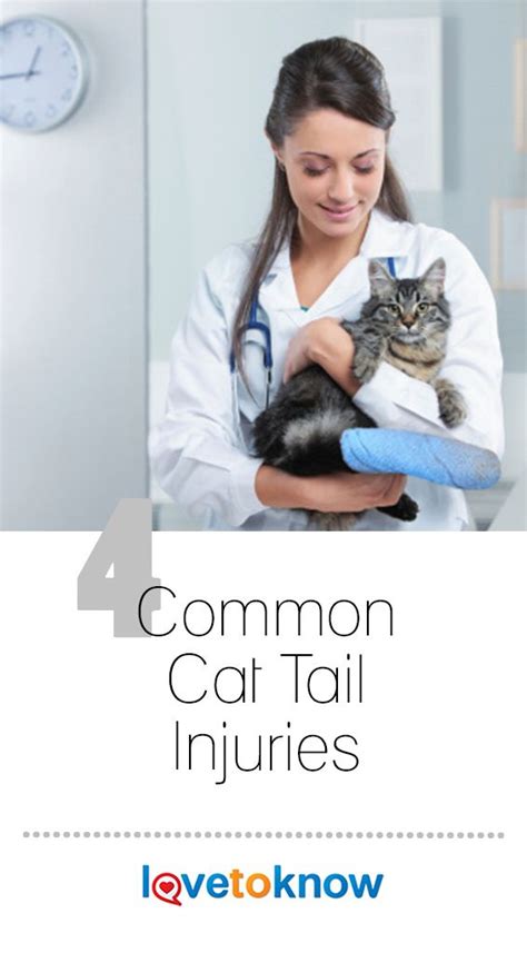 Your kitty's tail is an extension of her spine, so any cat tail injury ...