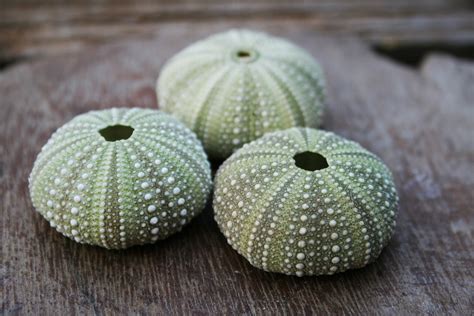 Grouped Green Sea Urchin Shells Free Stock Photo - Public Domain Pictures