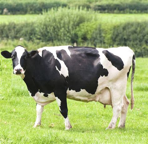 Dairy Cow Farming: Business Plan And Guide For Beginners