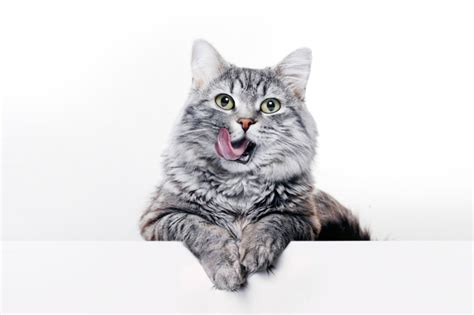 Cat Mouth Cancer: How to Detect and Treat This Health Issue | Ask Fido