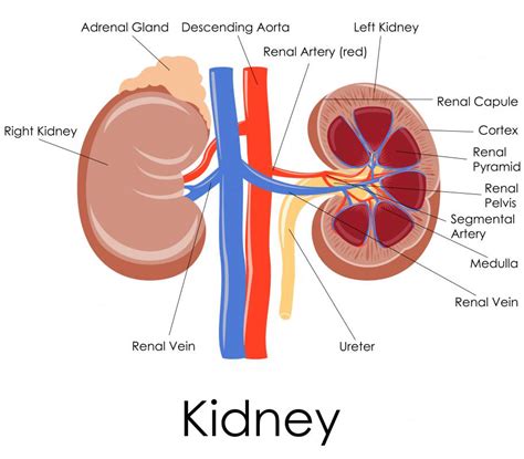What Is a Renal Adenoma? (with pictures)