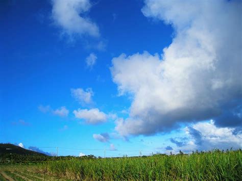 Online crop | HD wallpaper: Sugar Cane, Field, Dynamic, Blue, Green ...