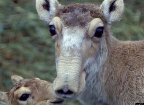 Population Of Unique Saiga Antelopes Declining, But Signs Of Optimism Do Exist