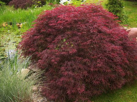 Acer palmatum 'Tamukeyama' Weeping Red Japanese Maple | Acer palmatum, Japanese maple tree ...