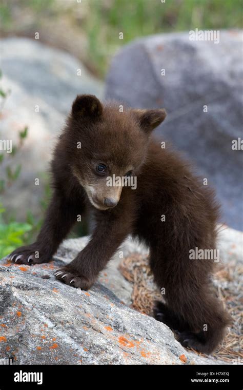 Black Bear (Ursus americanus) cub, western Montana Stock Photo - Alamy