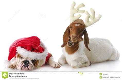 Santa and rudolph stock photo. Image of friend, english - 15288970