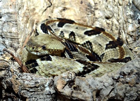 Herp Highlight #10: Canebrake Rattlesnake | Virginia Living Museum