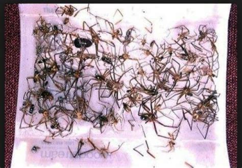 What You Need To Know About Brown Recluse Spiders