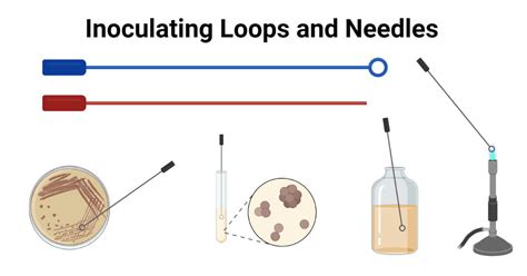 Inoculating Loops And Needles- Principle, Parts, Types,, 45% OFF