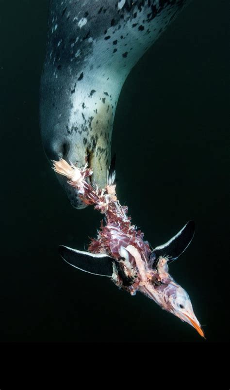 Seal with a penguin kill : r/natureismetal