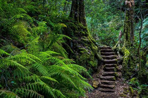 Rainforest in the Blue Mountains, Australia : pics