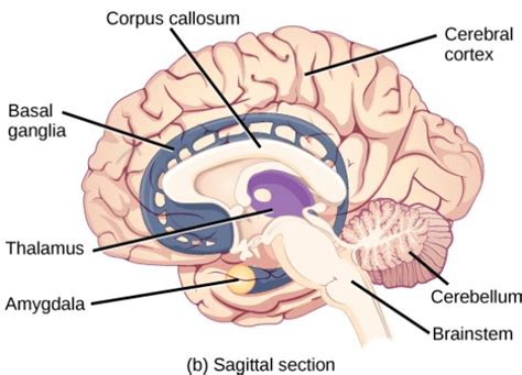 What is the Difference Between Chimpanzee Brain and Human Brain - Pediaa.Com