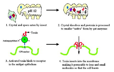 1. Bt toxin -Mode of action (Martinez et al., 2004)... | Download Scientific Diagram