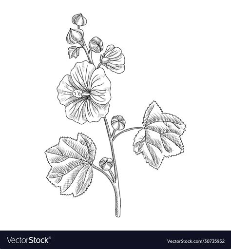 Drawing hollyhock plant Royalty Free Vector Image