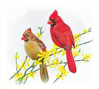 Free Cute Cardinal Cliparts, Download Free Cute Cardinal Cliparts png ...