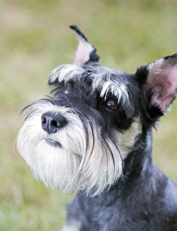 6 Dog Breeds with Beards – American Kennel Club