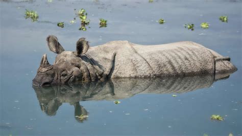 Protecting greater one-horned rhinos and their habitat in Assam, India ...