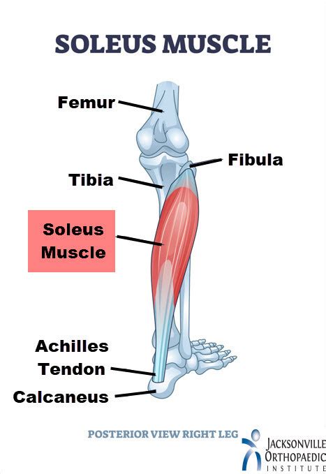 What is the Soleus Muscle? - JOI & JOI Rehab