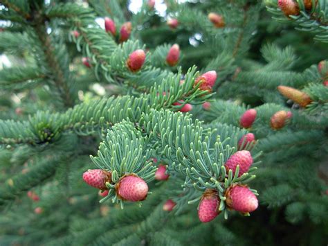 New Pine Tree Growth Photograph