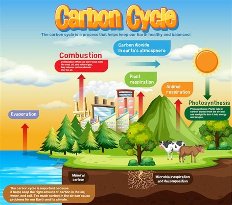 Hd Images Of Carbon Cycle - Infoupdate.org