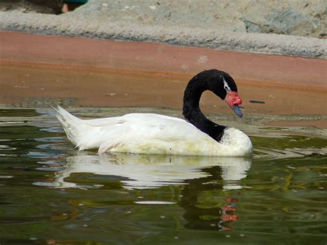 The Online Zoo - Black-necked Swan