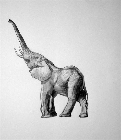 Free Elephant Drawing, Download Free Elephant Drawing png images, Free ...