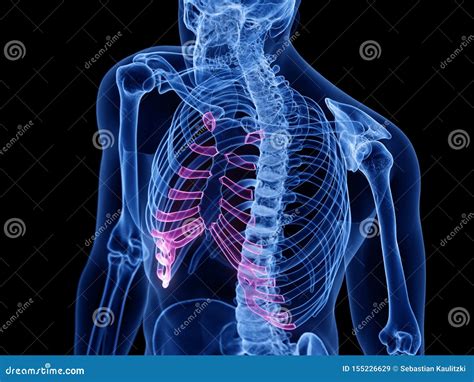 The costal cartilage stock illustration. Illustration of thorax - 155226629