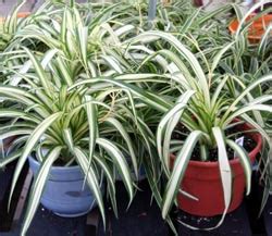 Spider plant, Chlorophytum comosum – Wisconsin Horticulture