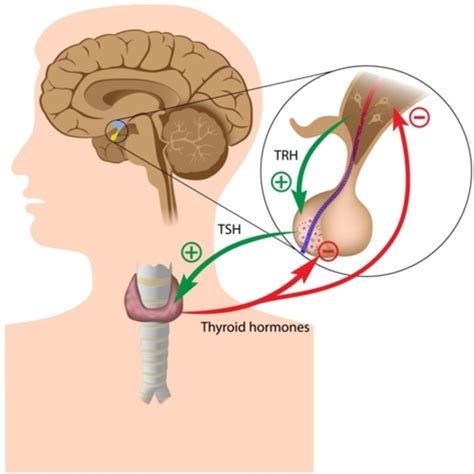 Chronaxie Definition and Examples - Biology Online Dictionary