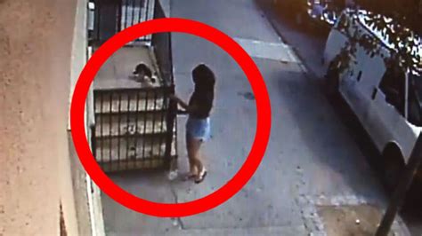 New York dognapper caught on CCTV grabbing tiny Yorkshire Terrier from ...