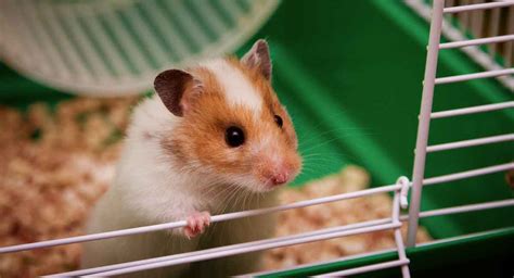 Best Syrian Hamster Cage