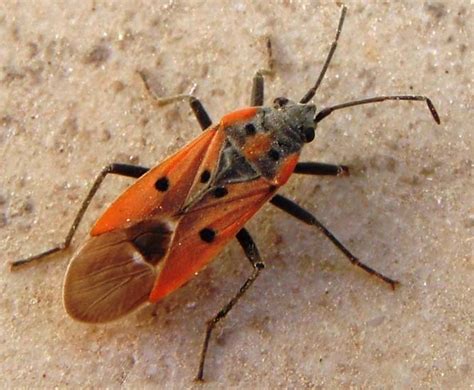 Unknown True Bug, Possibly Seed Bug, from Israel - What's That Bug?