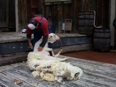 Hit the Road Travel Blog: Annual Sheep Shearing in the Australian Adventure