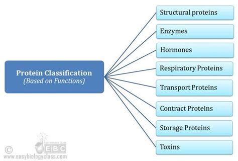 Protein Structure Classification