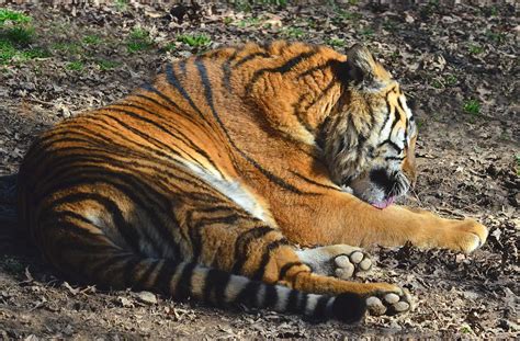 Tiger Behavior Photograph by Sandi OReilly | Fine Art America