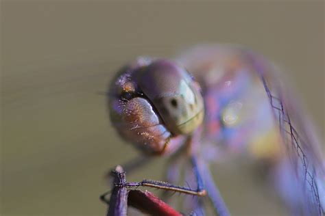 Dragonfly Compound Eyes Insect - Free photo on Pixabay - Pixabay