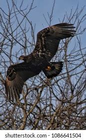 Juvenile Bald Eagle Flying Fast Stock Photo 1086641504 | Shutterstock