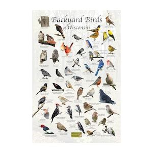 Backyard Birds of Wisconsin Bird Identification Poster - Etsy