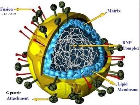 Paramyxoviruses