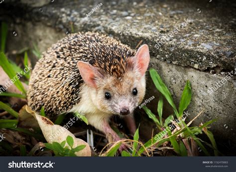 134 Long eared hedgehog Images, Stock Photos & Vectors | Shutterstock