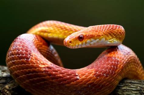 5 Types of Small Pet Snakes For Reptile Lovers