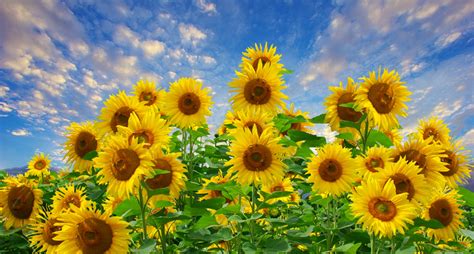 Sunflower Field Flowers Sky Free Stock Photo - Public Domain Pictures