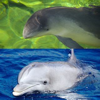 What's the Difference Between Dolphins and Porpoises? | Live Science