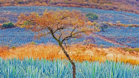 Tree in blue agave field in the tequila-producing region near ...