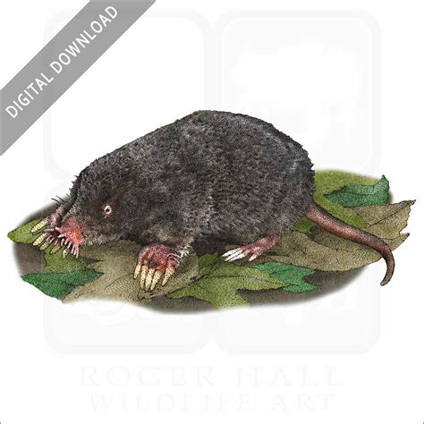 2,900+ Mole Animal Illustrations, Royalty-Free Vector Graphics - Clip Art Library