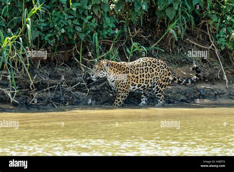 Mother jaguar hunting for Yacare Caiman for herself and two cubs, along ...