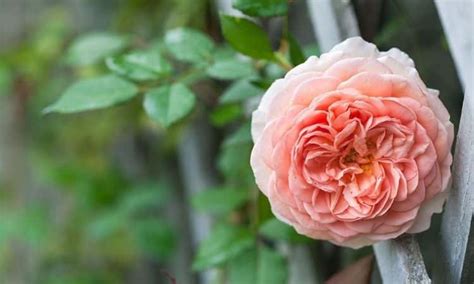 English Roses: The 15 Most Popular And Beautiful Varieties