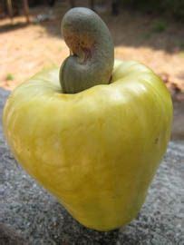 kasuy or cashew! There was a cashew tree in our front yard. They are ...